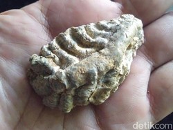 Fosil Diduga Rusa Purba Ditemukan di Hutan Majalengka
