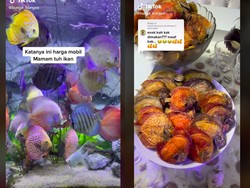 Wow! Wanita Ini Goreng 80 Ikan Peliharaan Suaminya Seharga Mobil