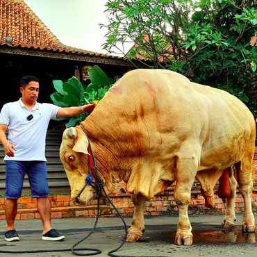 Perlakuan Istimewa dan Mewah Irfan Hakim pada Sapi Kurbannya
