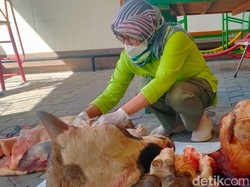 Hewan Kurban di Klaten Bebas PMK, Ternyata Ini Trik Warga