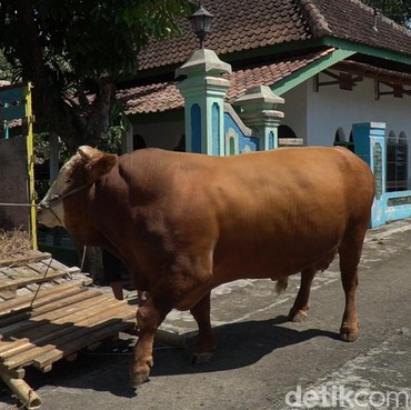 Menilik Arti Kurban pada Iduladha hingga Deretan Artis Terkaya di Dunia