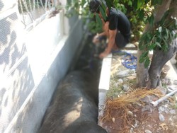 Sapi Terperosok Got Depan Rumah Maruf Amin Beratnya Hampir 1 Ton
