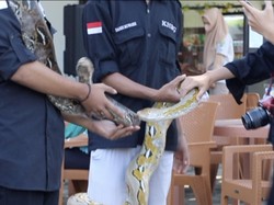 Ngebunuh Ular, Emaknya Bakal Datang buat Balas Dendam?