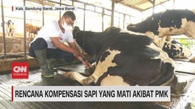 VIDEO: Rencana Kompensasi Sapi Yang Mati Akibat PMK
