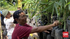 Cerita 'Mama Bambu' dan Upaya Pelestarian Bambu di Timur Indonesia