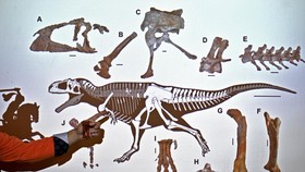 Kenapa T-rex Memiliki Lengan Imut?