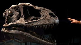 FOTO: 'Naga Targaryen' Beri Petunjuk Fungsi Lengan Imut Dinosaurus