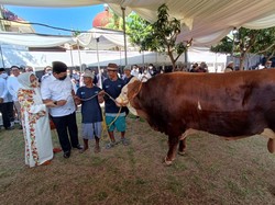 Kumpulan Contoh Proposal Permohonan Hewan Kurban