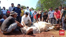 Sapi Kurban Anies pada 2019 Juga Bernomor 024