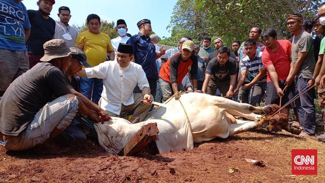 Seekor sapi yang akan dijadikan kurban terlepas dan mengamuk di lokasi hajatan warga di Jalan Tanjung Pura, Kalideres, Jakarta Barat, pada Minggu (10/7).