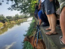 Mau Disembelih, Sapi Kurban di Kembangan Ngamuk lalu Tercebur ke Kali