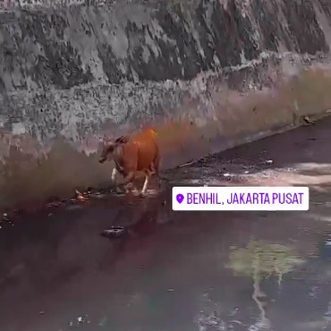 Ngamuk Saat Dipotong, Sapi Ini Tercebur Kali di Bendungan Hilir