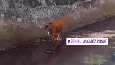 img-title Ngamuk Saat Dipotong, Sapi Ini Tercebur Kali di Bendungan Hilir