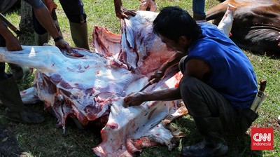 Cacing Pita Ditemukan di Ratusan Hewan Kurban di Yogyakarta