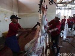 Cegah Penyebaran Wabah PMK, Sapi dari Daerah Ini Dilarang Masuk RPH Surabaya