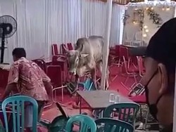 Viral Sapi Kurban Ngamuk Rusak Tempat Pesta
