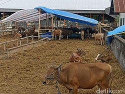 Seekor Sapi di Makassar Baru Diketahui Positif PMK usai Disembelih