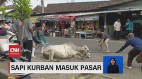 VIDEO: Sapi Kurban Masuk Pasar