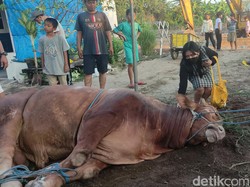 Via Vallen Kurban 2 Ekor Sapi, Beratnya 1,1 Ton