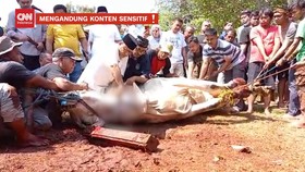 VIDEO: Momen Anies Sembelih Hewan Kurban Sapi 1 Ton Sendiri