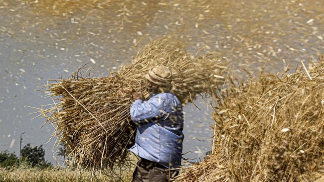 BPS mencatat impor gandum dari Ukraina hanya US$2 juta atau merosot 97 persen sepanjang Januari-Juli 2022. Penurunan sejak Ukraina diinvasi Rusia.