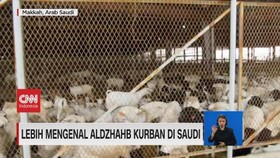 VIDEO: Lebih Mengenal Aldzhahb Kurban di Saudi