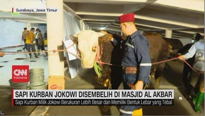 VIDEO: Sapi Kurban Jokowi Disembelih Di Masjid Al Akbar