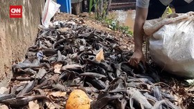 VIDEO: Ribuan Ikan Mati Diduga Keracunan Jeroan Sapi Dan Kambing