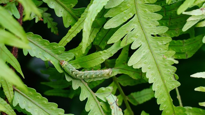 Green Caterpillar eating  fern leaves on Natural background
