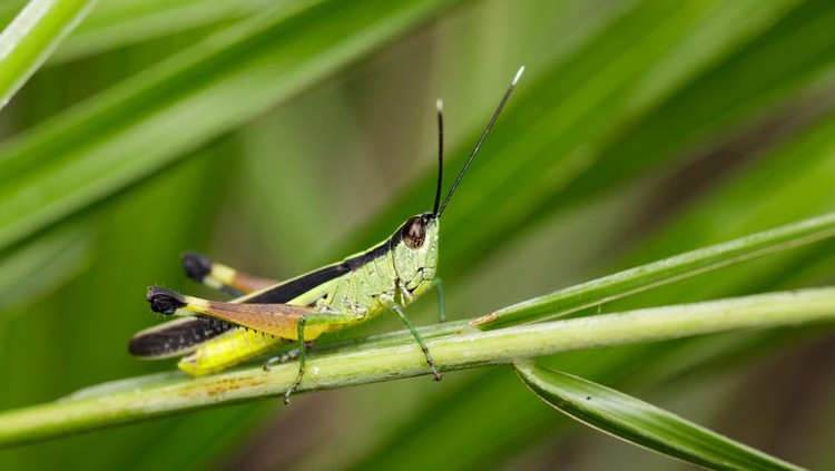 Image of sugarcane white-tipped locust grasshopper (Ceracris fasciata) on green leaves. Insect Animal. Caelifera., Acrididae