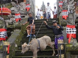 Sucikan Roh Hewan Lewat Prosesi Mapepada di Pura Mandara Giri Semeru
