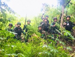 TNI Temukan 5 Hektare Ladang Ganja Siap Panen di Perbatasan RI-PNG