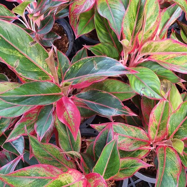 10 Tanaman Hias Pembersih Udara dari Polusi