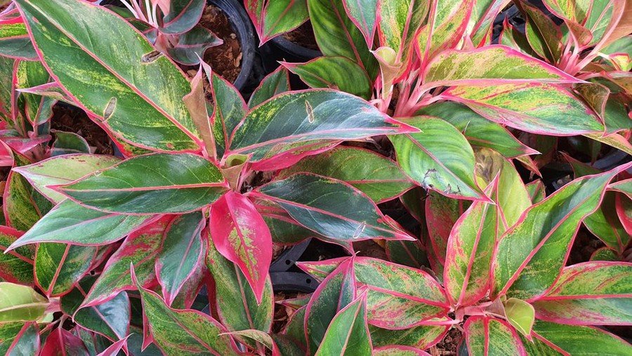 Aglaonema commutatum is a small canopy tree. red-pink branches Green leaves with pink edges, pointed tips. It is an ornamental plant for purifying the air.