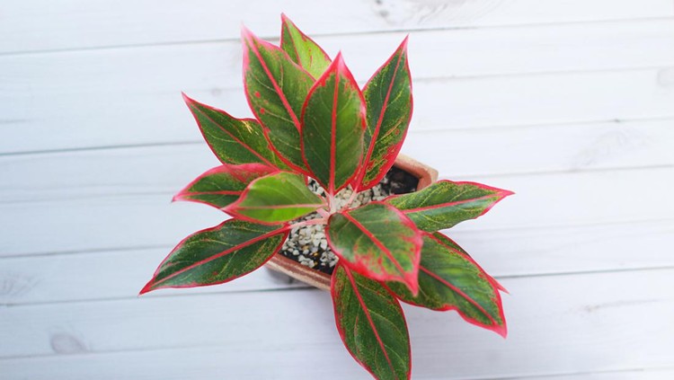 Tanaman Hias Aglaonema Lipstik Siam Aurora Siam Aurora or Aglaonema Red Lipstick This ornamental plant has a beautiful red color on the edge of the leaf. Close-up photos from top view.