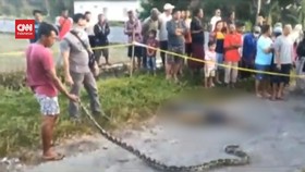 VIDEO: Warga Blitar Tewas Terlilit Ular di Persawahan