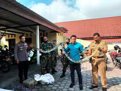 Ngeri! Ular Sanca Kembang 4 Meter Lilit Pencari Katak di Blitar hingga Tewas