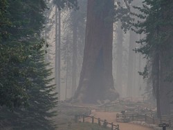 Pohon Raksasa Terbesar di Dunia, Sequoia, Terancam Kebakaran Hutan Lagi