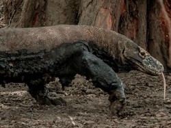 Pemda Manggarai Barat Terancam Kehilangan Cuan dari TN Komodo, Kok Bisa?