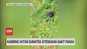 VIDEO: Kambing Hutan Sumatra Ditemukan Sakit Parah