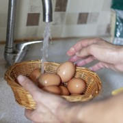 Jangan Cuci Telur Sebelum Dimasak, Ini Penjelasan Ahli