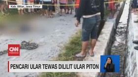 VIDEO: Pencari Ular Tewas Dililit Ular Piton