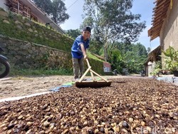 Geliat Petani Cililin Hasilkan Semerbak Kopi Robusta