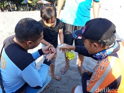 Wisatawan di Pantai Parangtritis Tersengat Ubur-ubur
