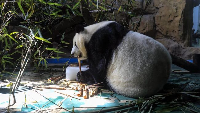 An An, panda raksasa jantan tertua di dunia di penangkaran, meninggal dunia pada usia 35 tahun, setara dengan 105 tahun untuk manusia.