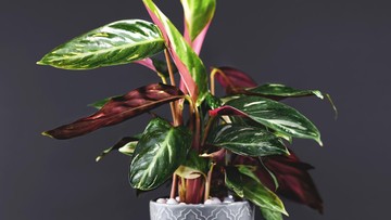 CALATHEA HINGGA KARET KEBO