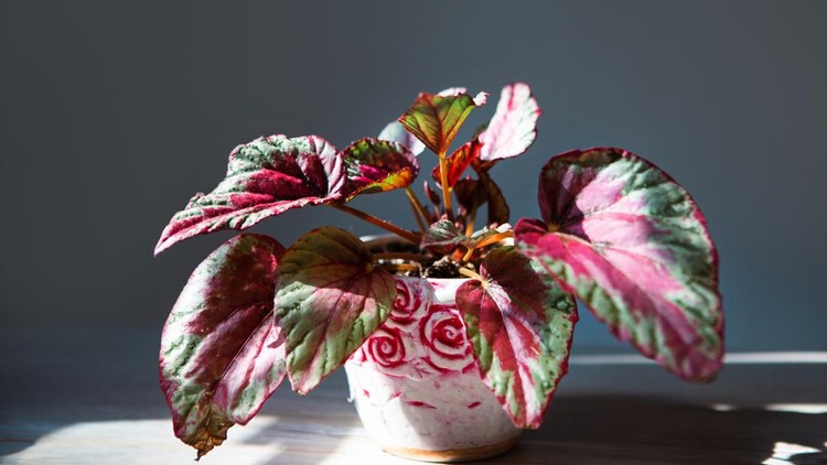 Begonia Maui Sunset decorative-deciduous Rex, scarlet leaf close-up in bright sunlight with shadows. Potted house plants, home decor, care and cultivation