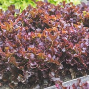 6 Manfaat Konsumsi Selada Merah, Bisa Jaga Kesehatan Jantung hingga Turunkan Tekanan Darah!