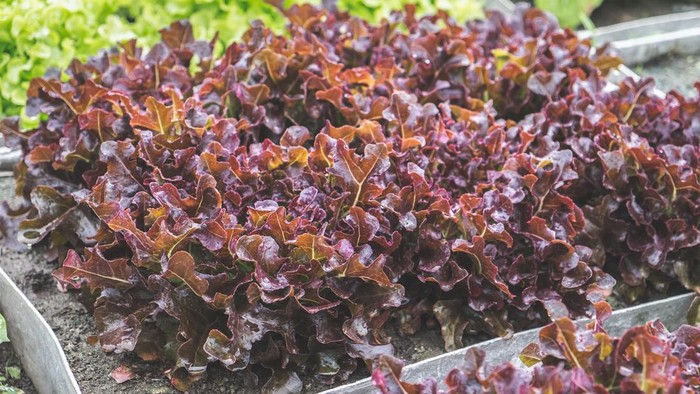 6 Manfaat Konsumsi Selada Merah, Bisa Jaga Kesehatan Jantung hingga Turunkan Tekanan Darah!