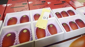 Mangga Miyazaki Termahal di Dunia, Harganya Capai Rp51 Juta per Kg